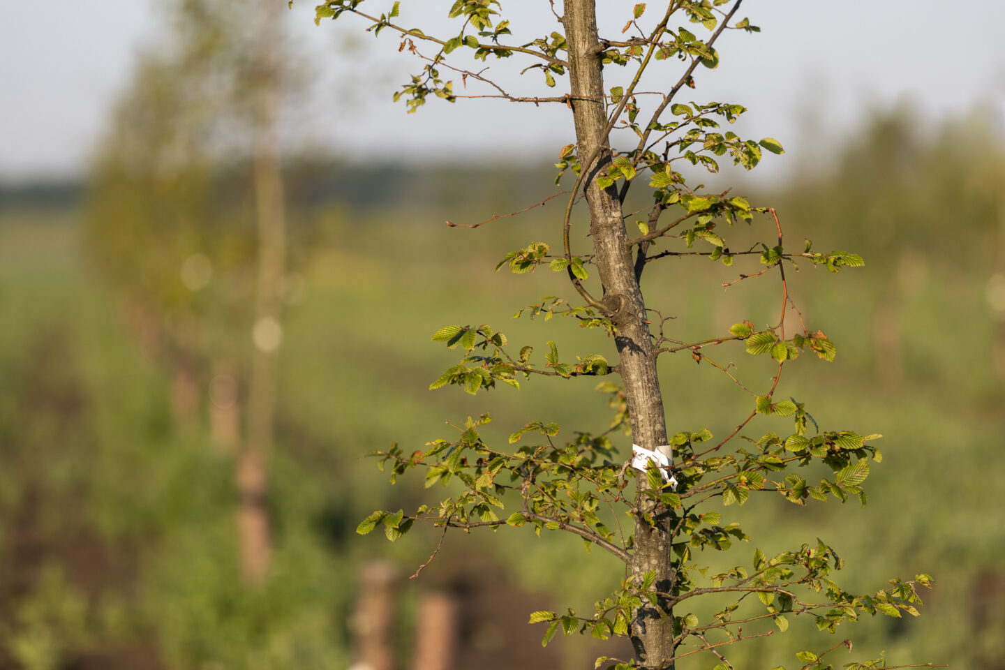 Hollandse-hout-geplante-boom