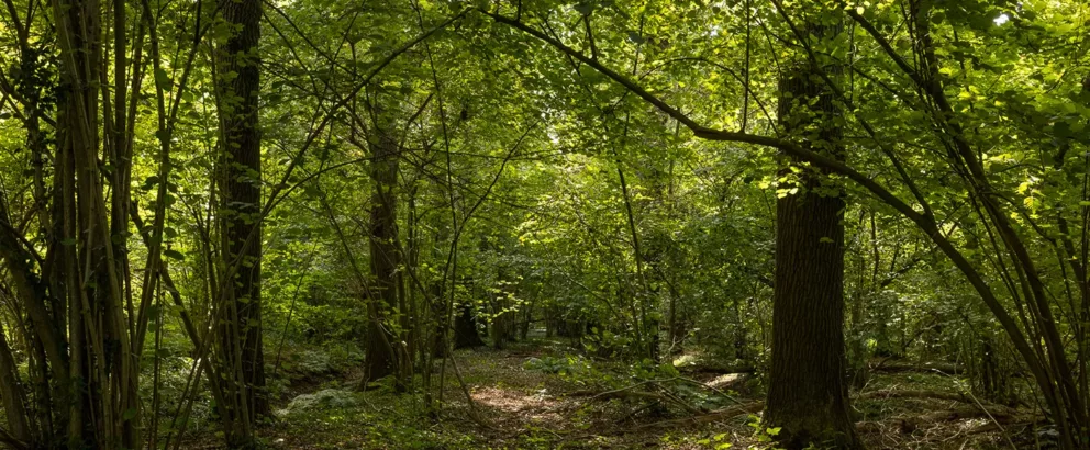 Het Groene Woud | Nieuw leembos in het Brabantse Groene Woud