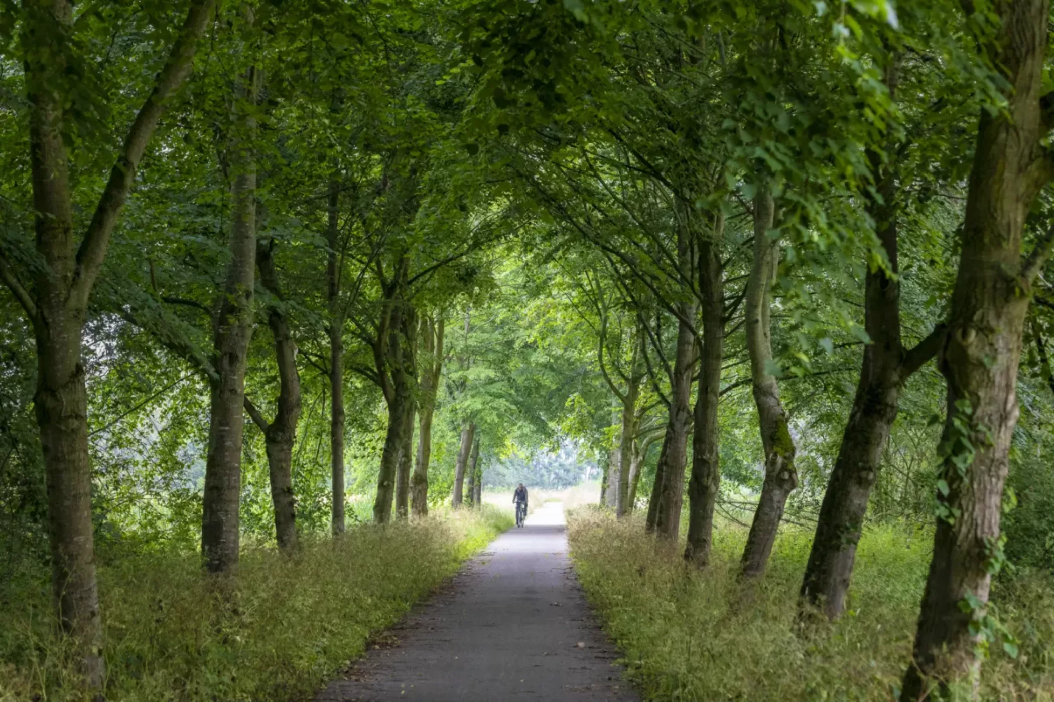 Waalse bos gebruik
