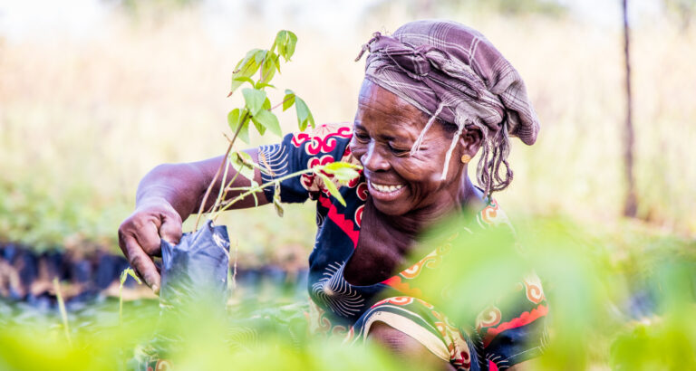 Ghana | Agroforestry en aanleg van rivierbos in de Sahel
