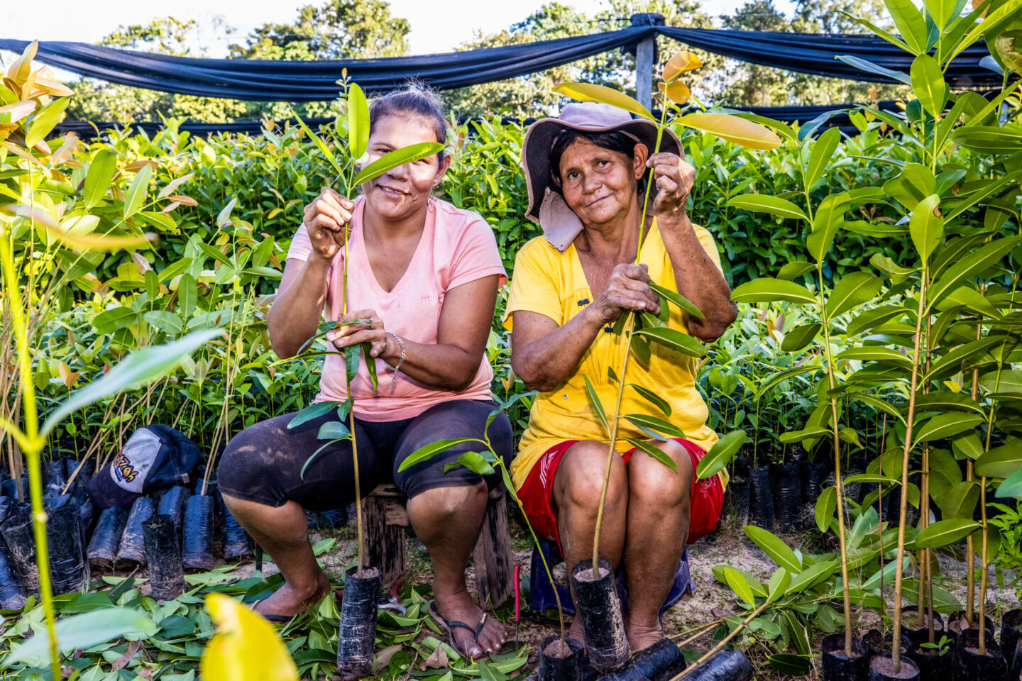 arbolivia-trees-for-all