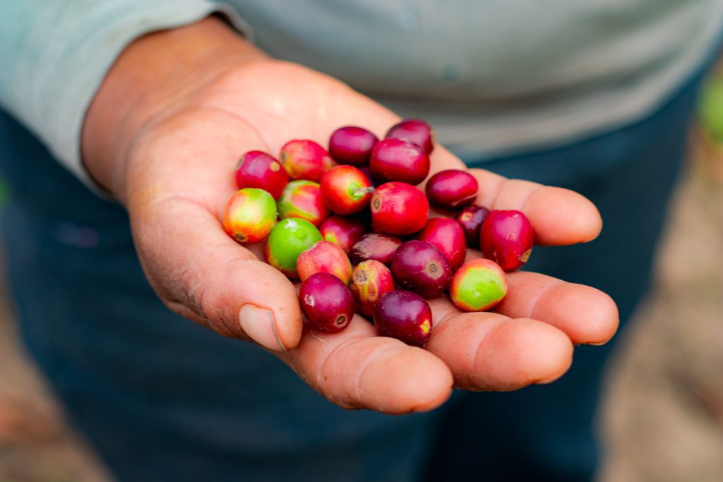 koffiebonen-bolivia-trees-for-all