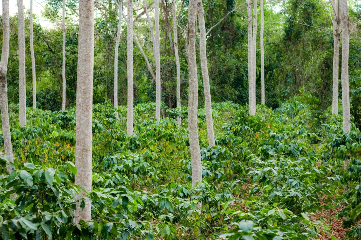 agroforestry-arbolivia