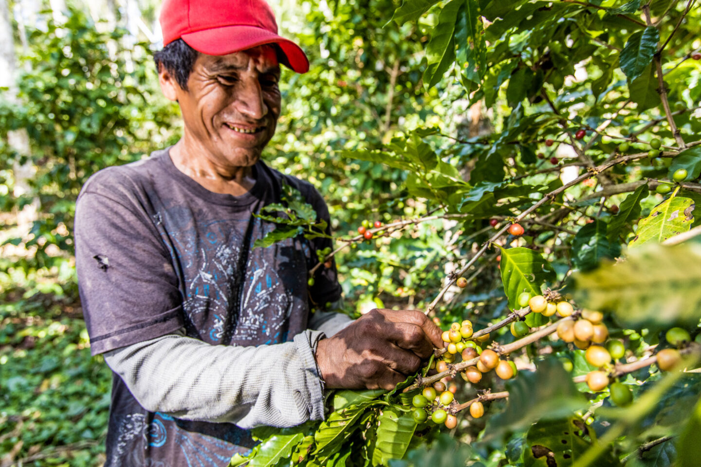 arbolivia-trees-for-all
