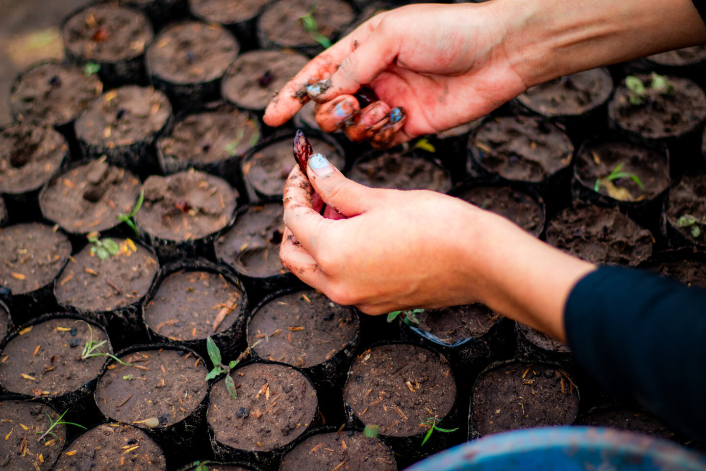 zaailingen-kwekerij-arbolivia