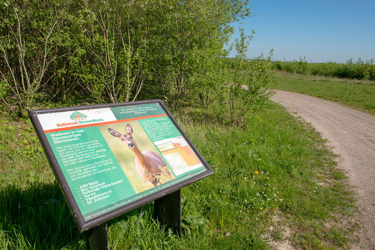 Bos Geplant In Bentwoud Plant Ook Een Boom Trees For All