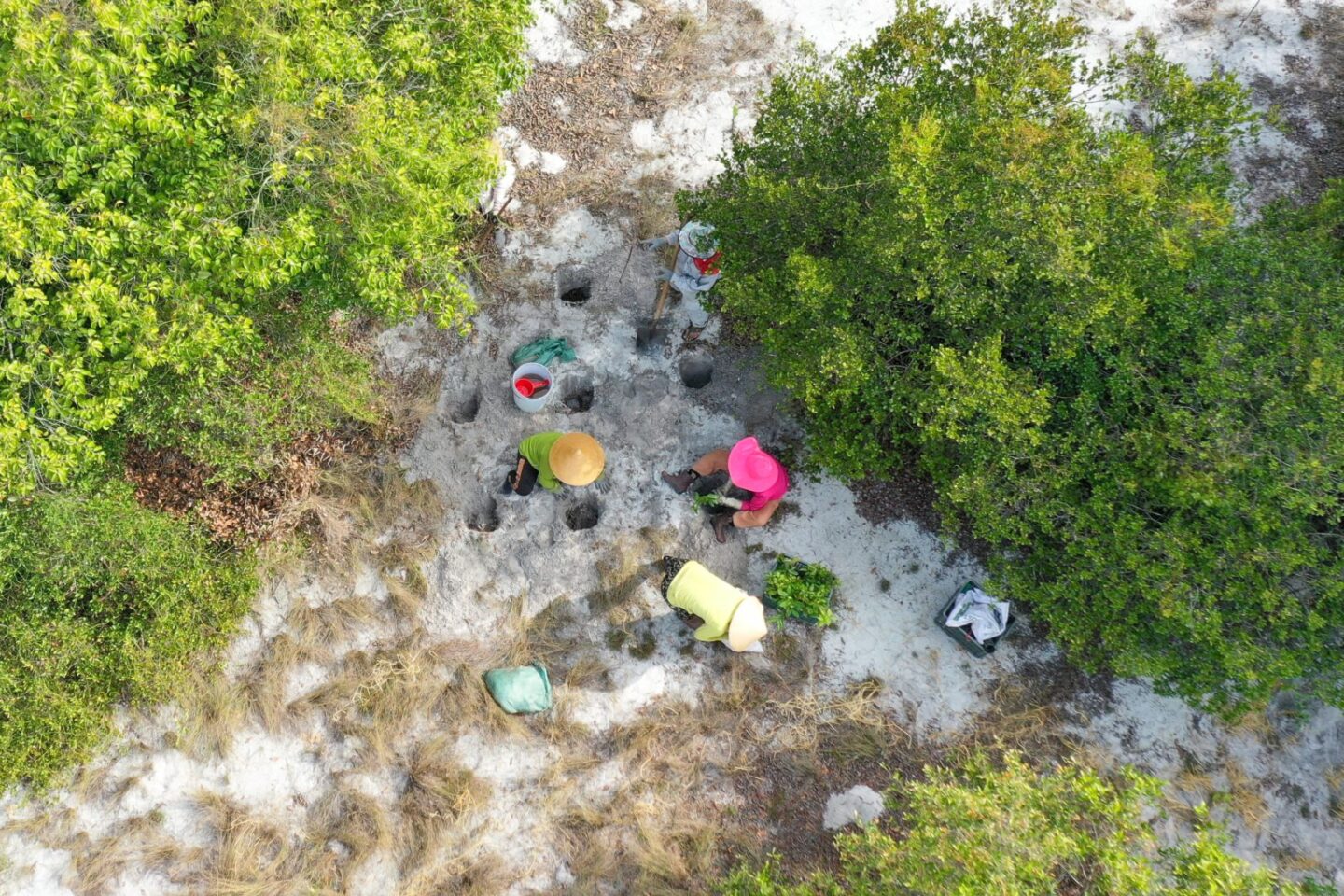 bomen-planten-vietnam