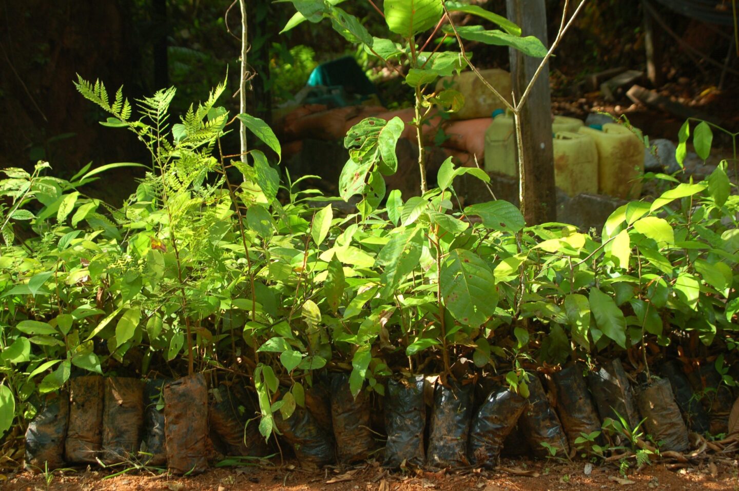 Costa-Rica-jonge-boompjes