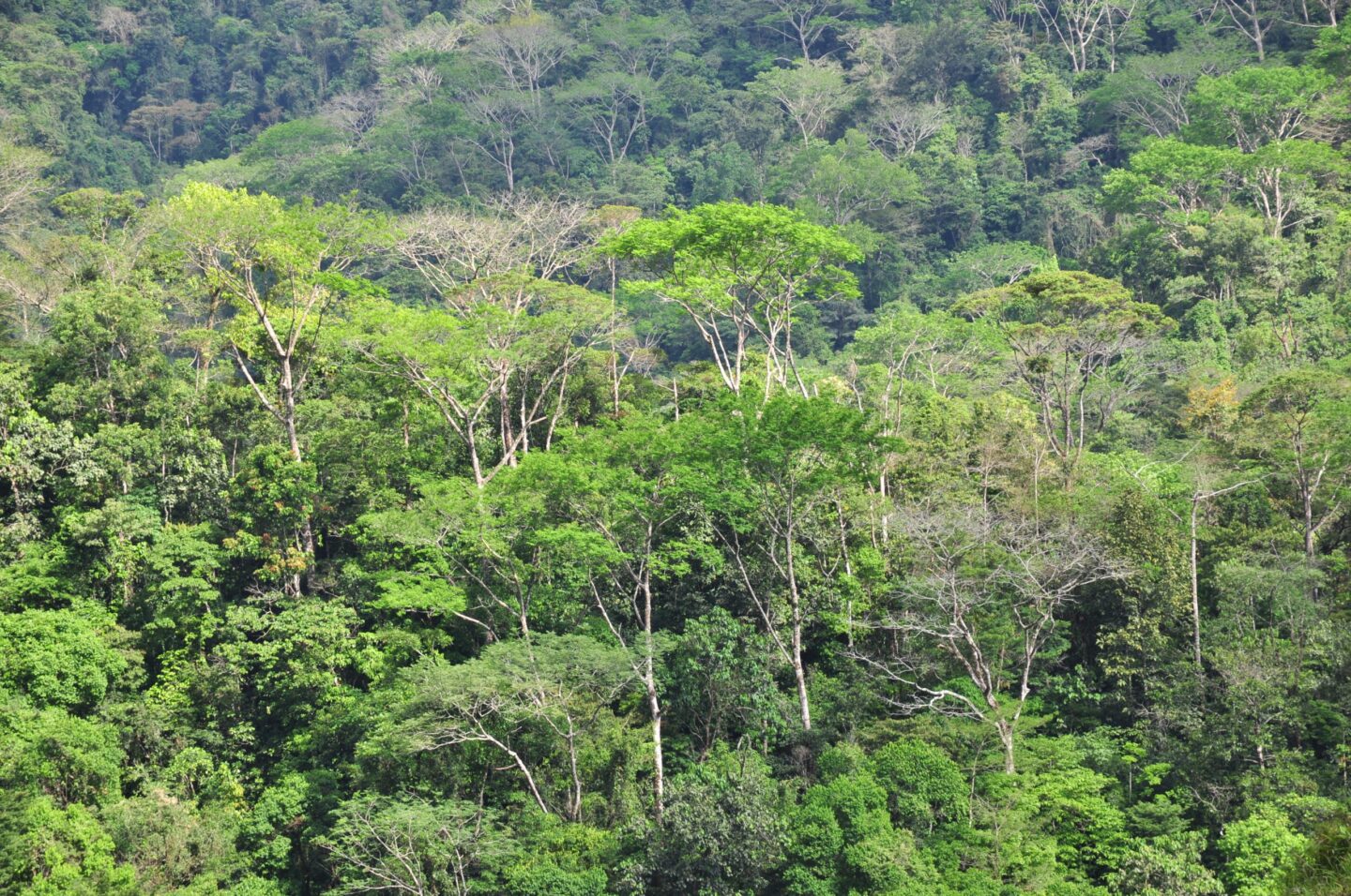 Restoring tropical rainforest in Costa Rica | Join us | Trees for All