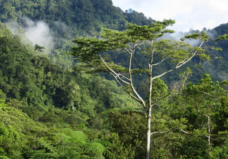 The Philippines