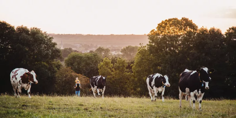 Voedselbos Hei 15 | Van veehouderij en fruitteelt naar voedselbos