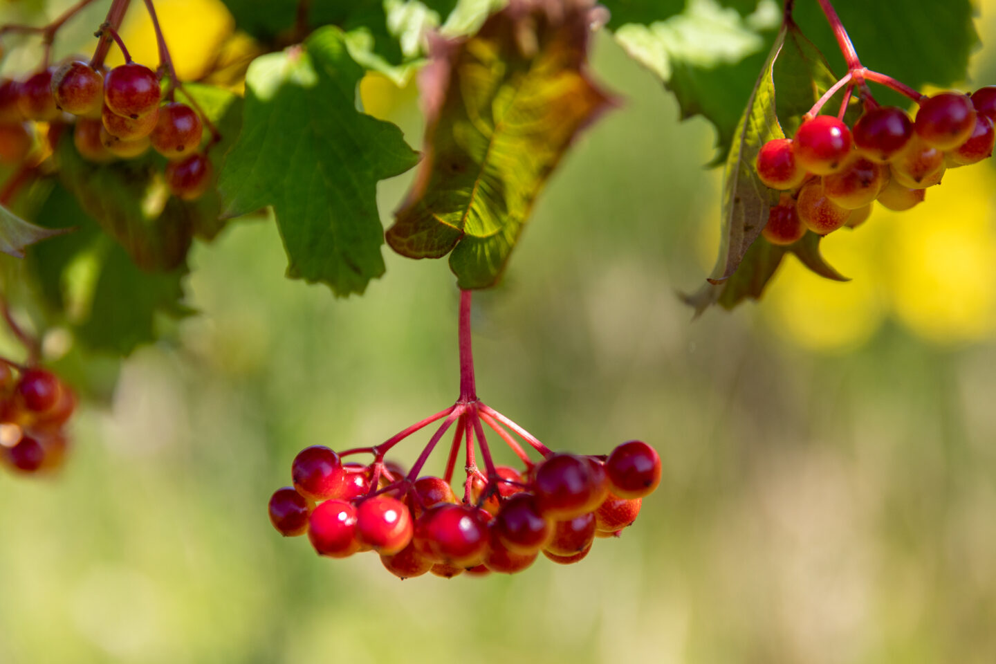 Sang-Goorkens-bessen