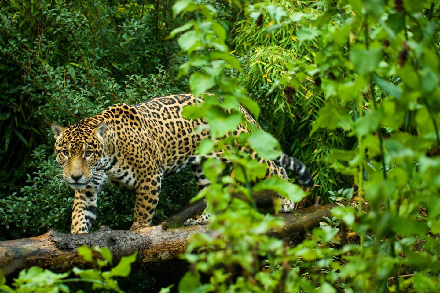 Costa-Rica-jaguar