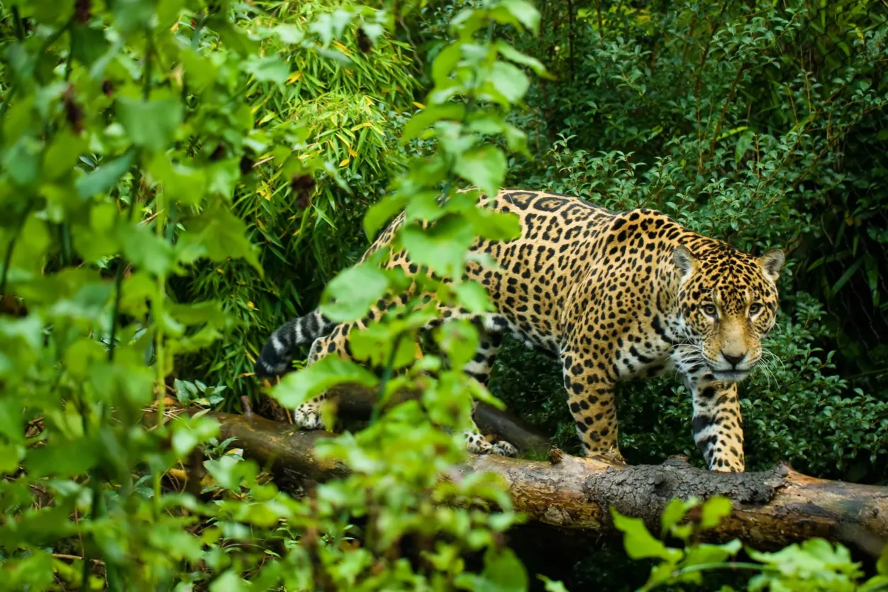 Costa-rica-jaguar