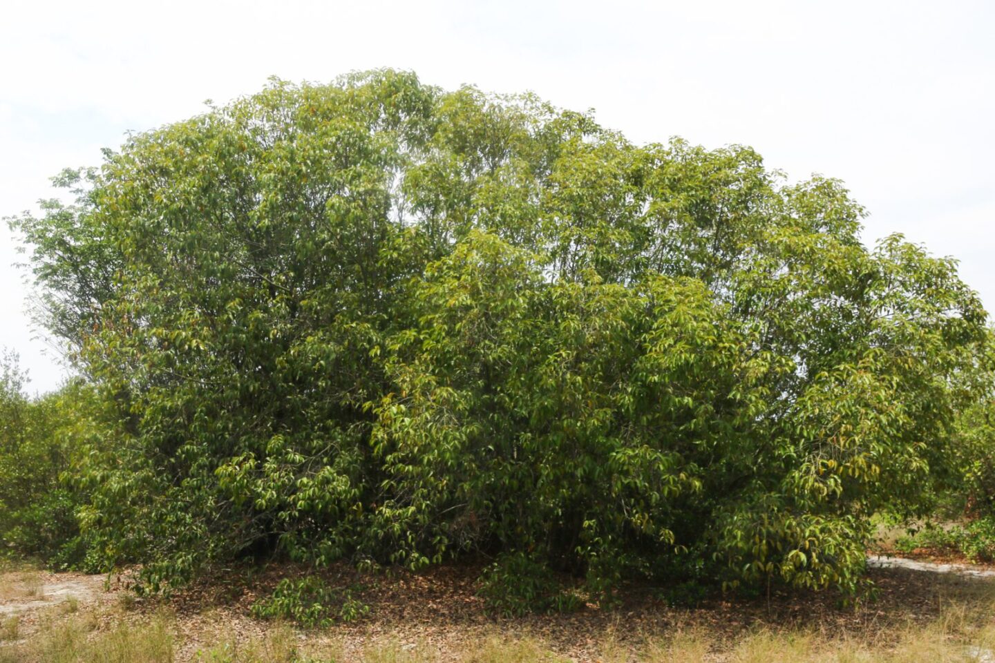Lithocarpus-concentricus