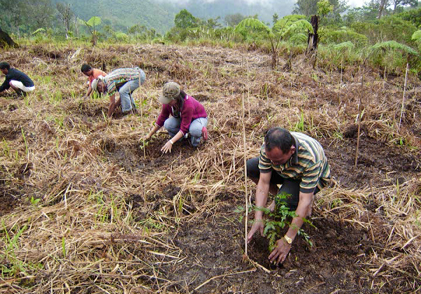 Maleisie-bomen-planten