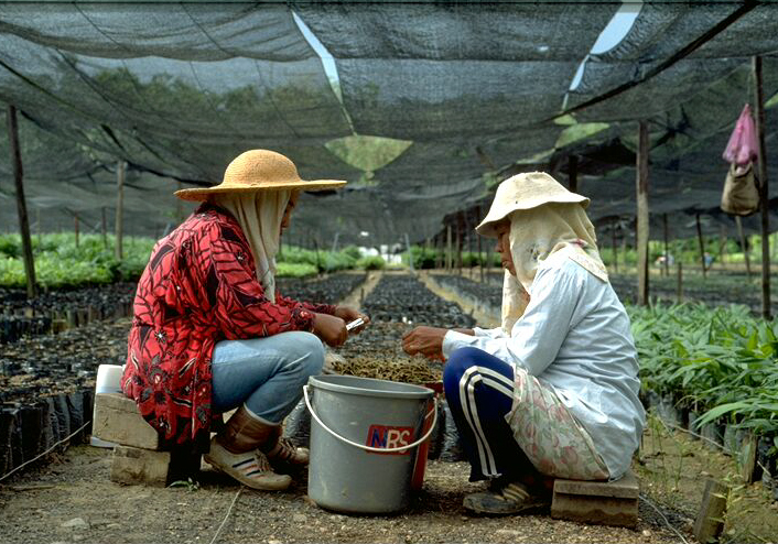 Maleisie-kwekerij-vrouwen