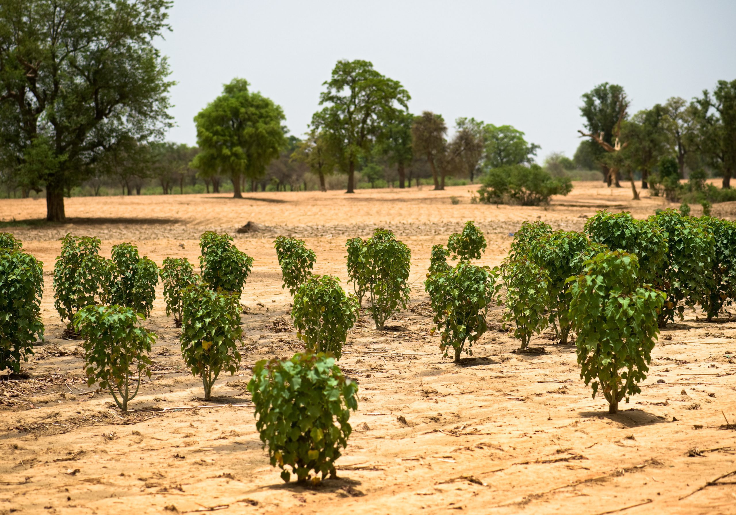 New forest Mali planted Plant a tree Trees for All