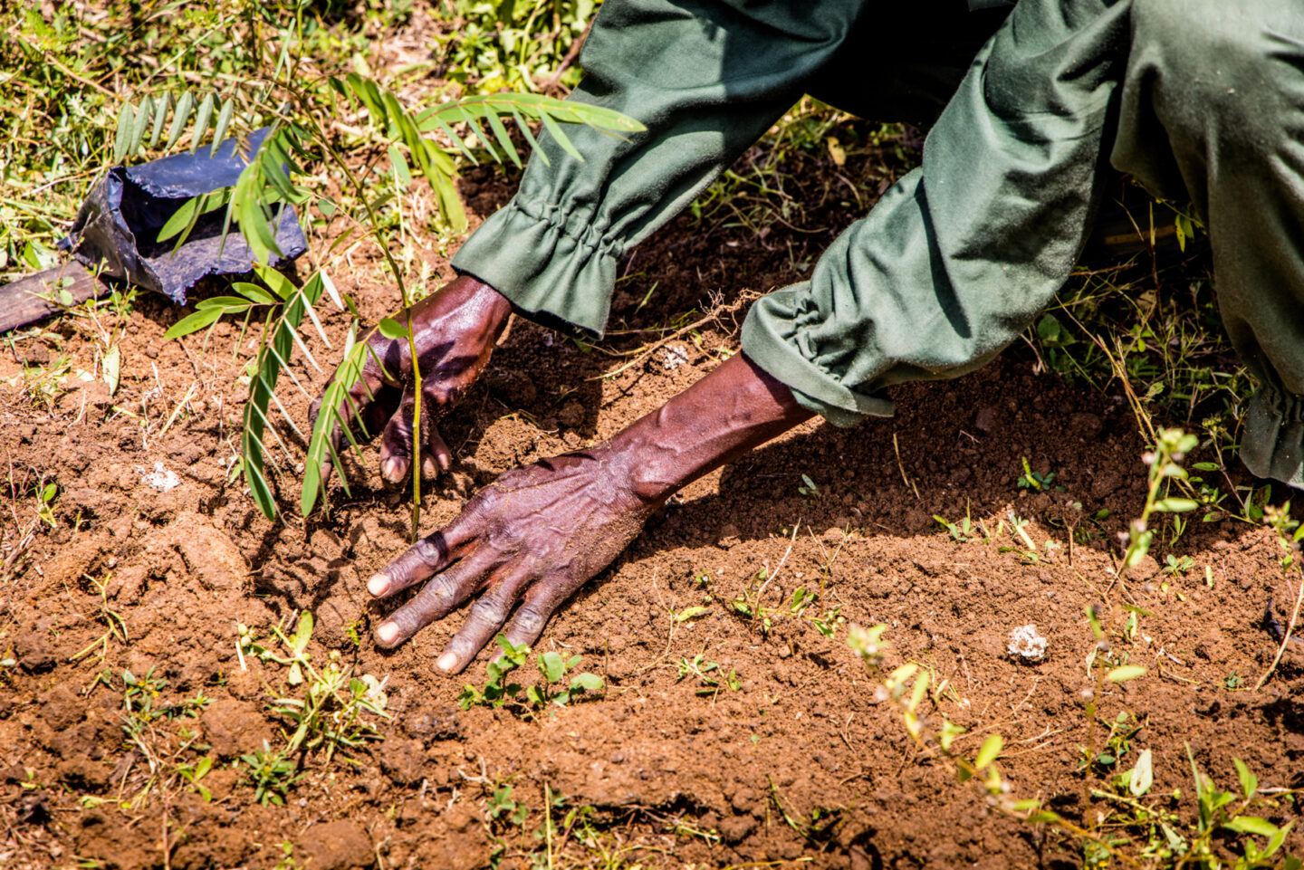 ghana-tree-plant
