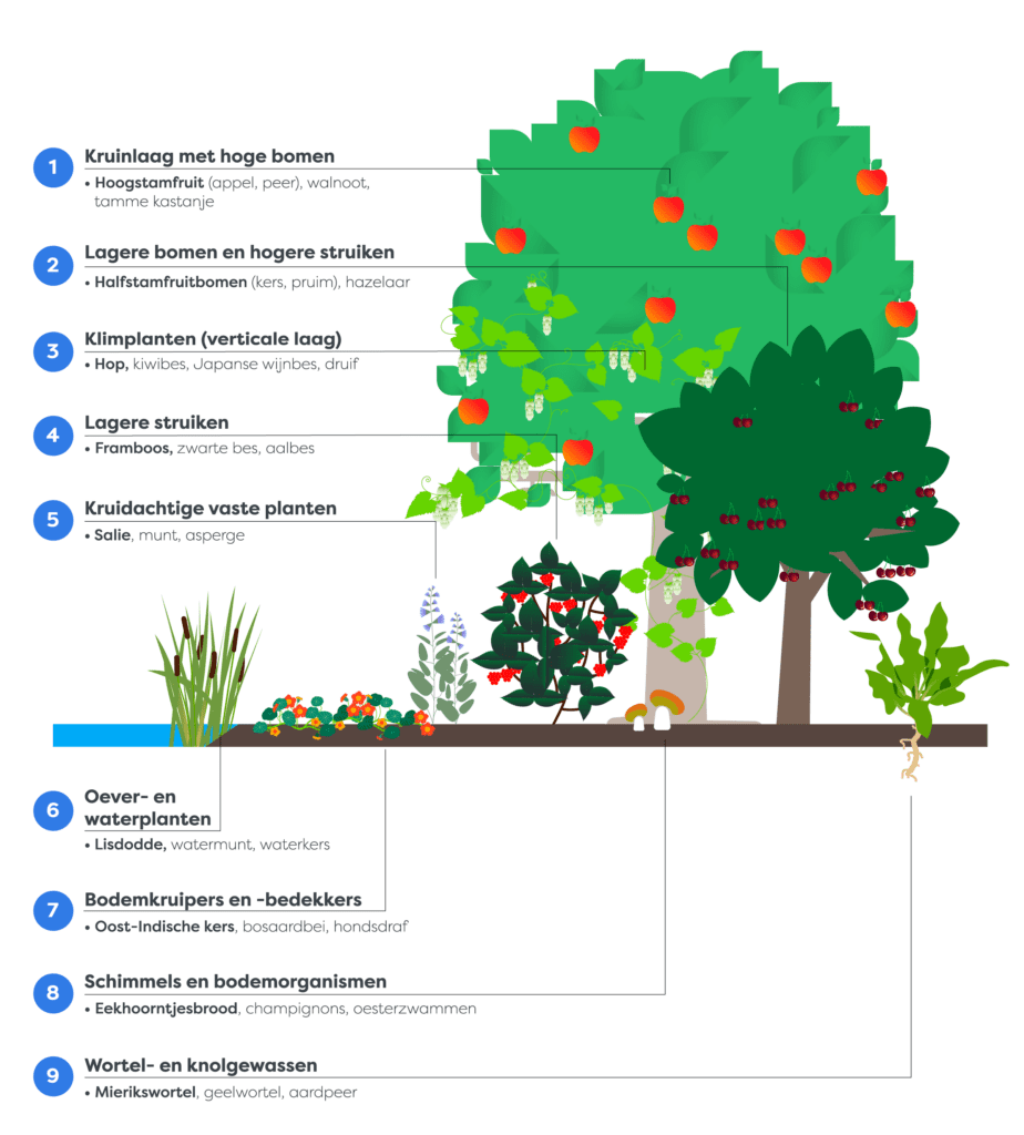 voedselbos-infographic