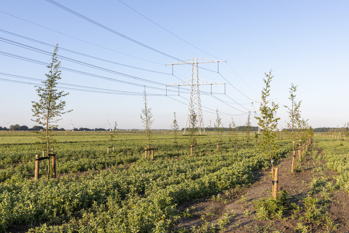 hollandse-hout-jonge-bomen