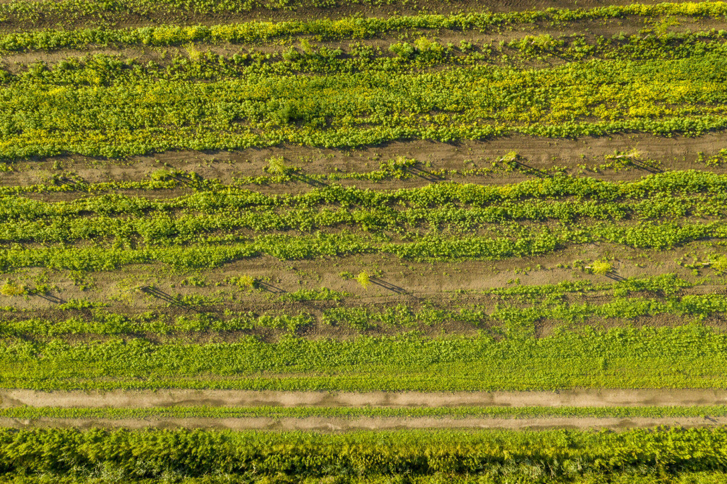 hollandse-hout-luchtfoto