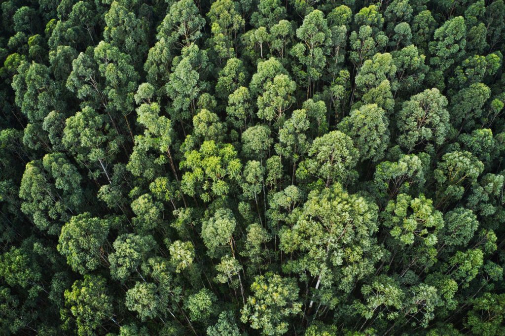 aerial-shot-forest