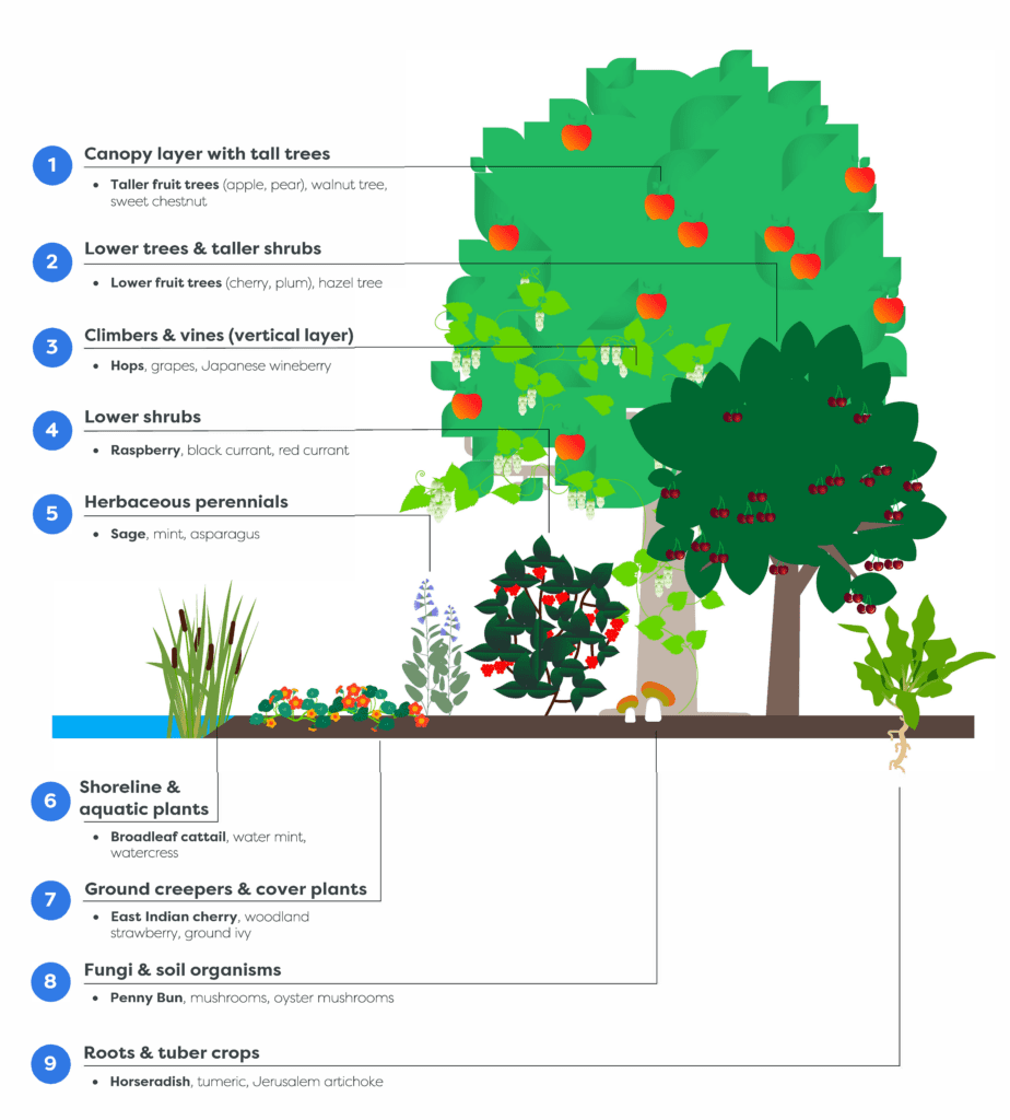 food_forest_infographic