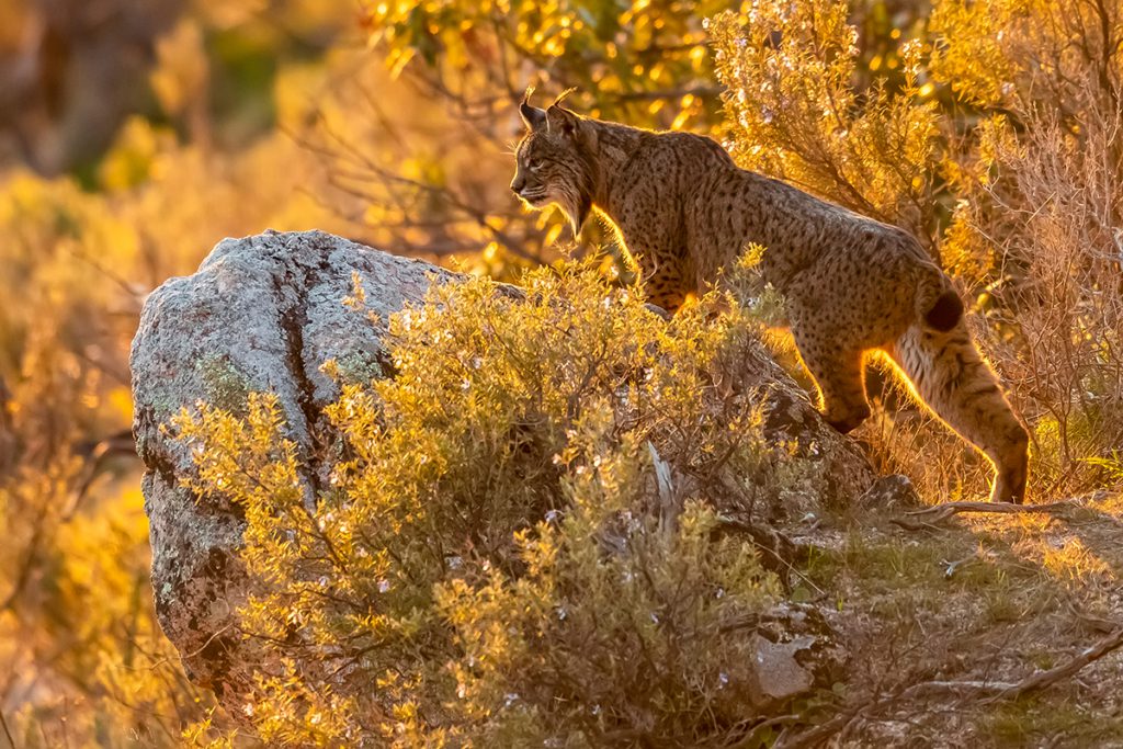 iberische-lynx-spanje