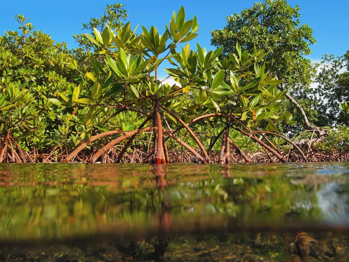 mangrove