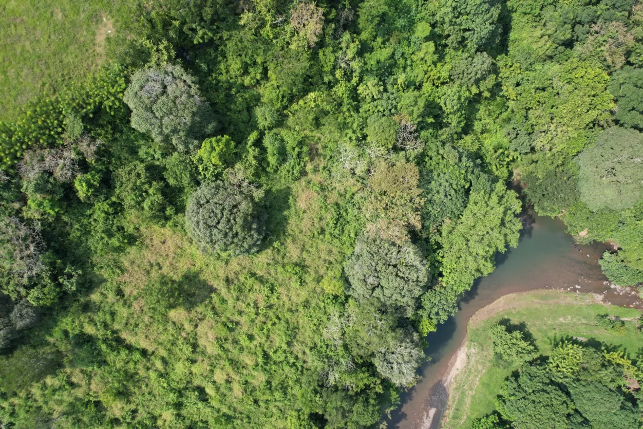 Mangrove luchtfoto