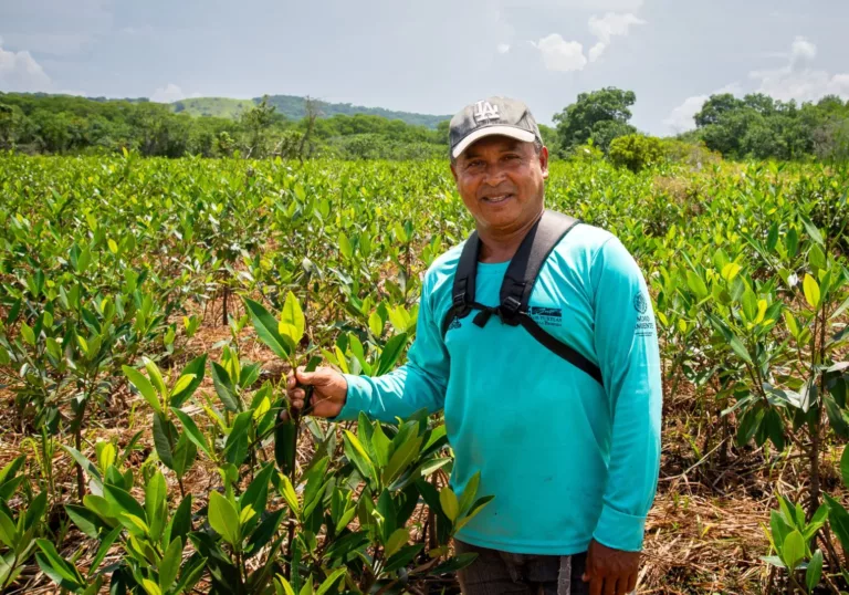 Project update: 38 new football pitches of mangrove forest in Mexico  