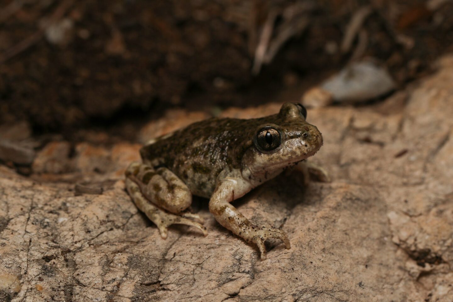 Vroedmeesterpad Spanje