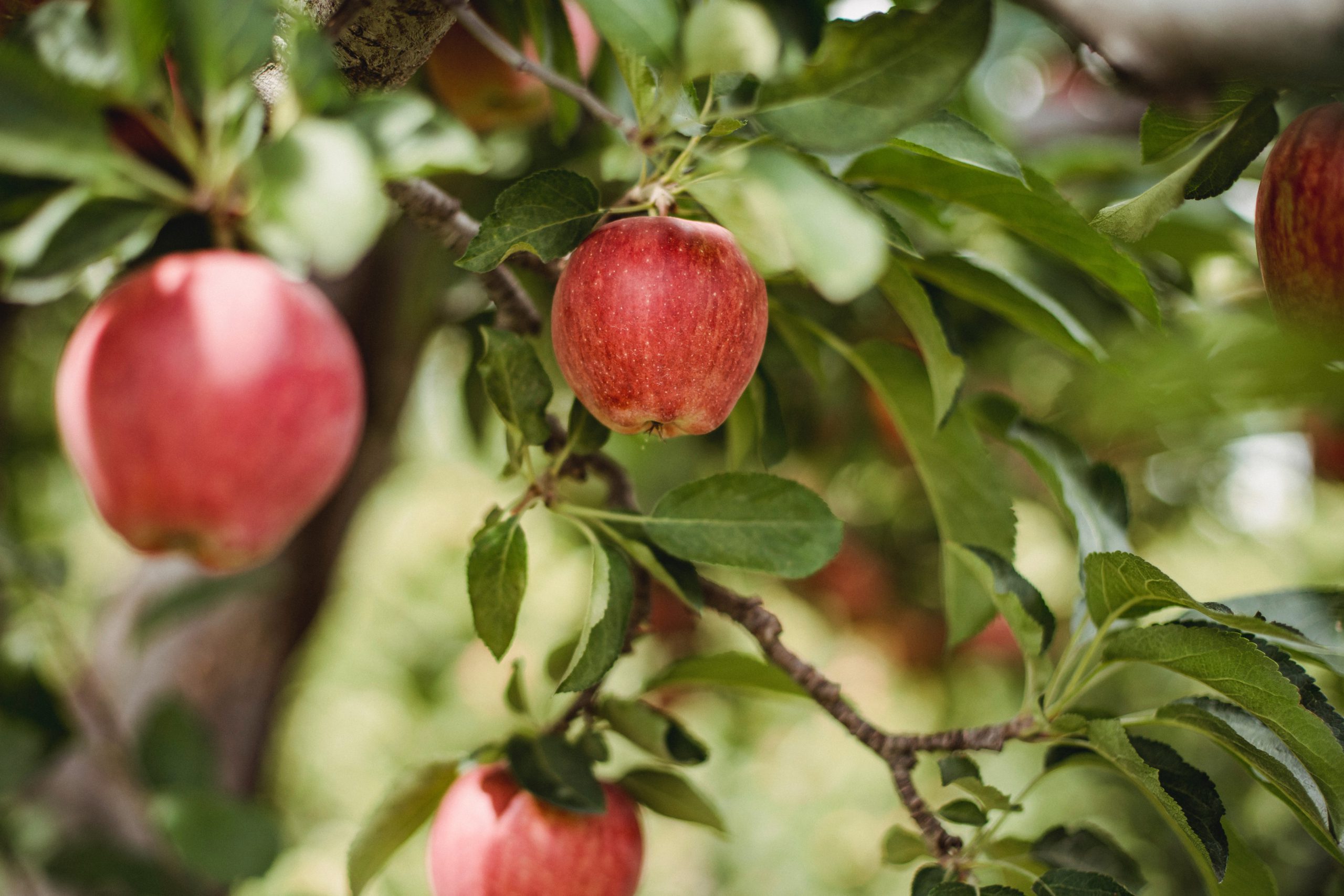 Steun Je Onze Voedselbossen In Nederland Trees For All