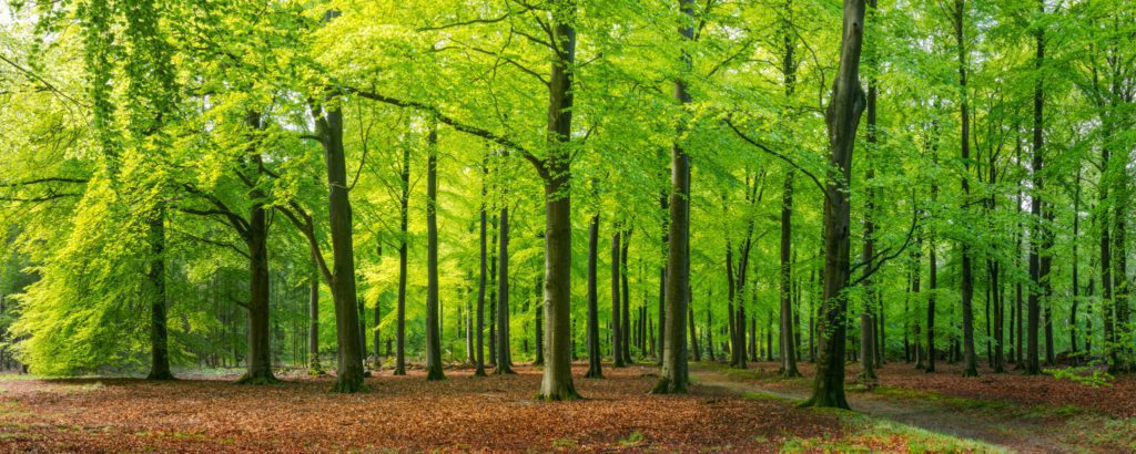 Hoe groeit een bos? - Trees for All
