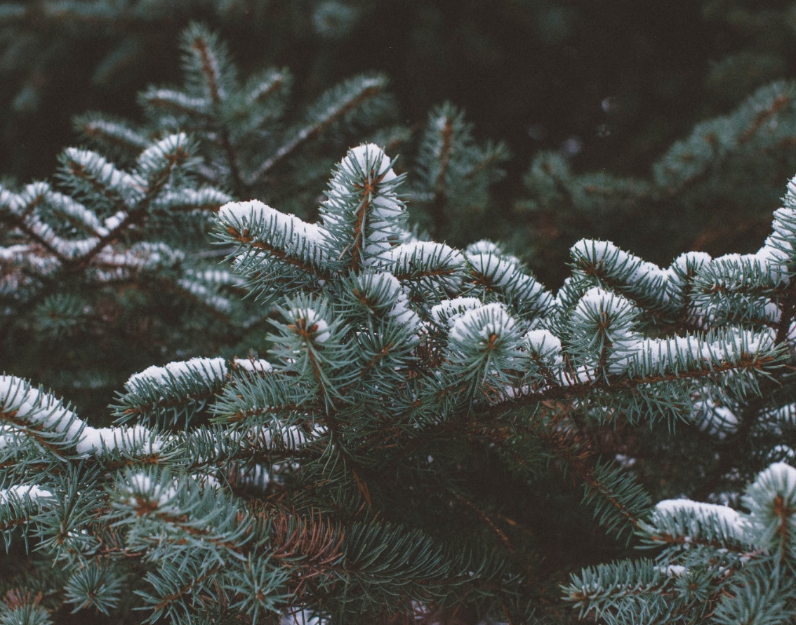 Een groen kerstcadeau | Geef een boom cadeau | Trees for All