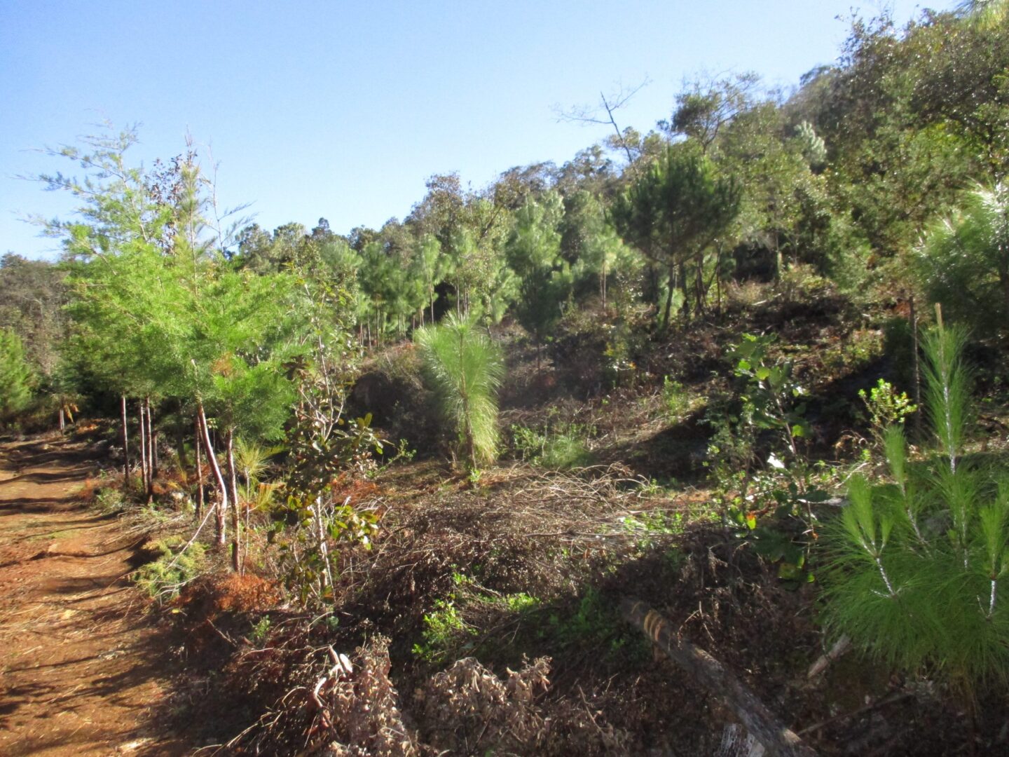 Bosherstel in Mexico