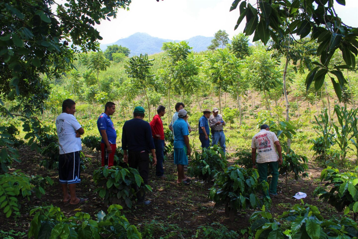 Deelnemende boeren Mexico