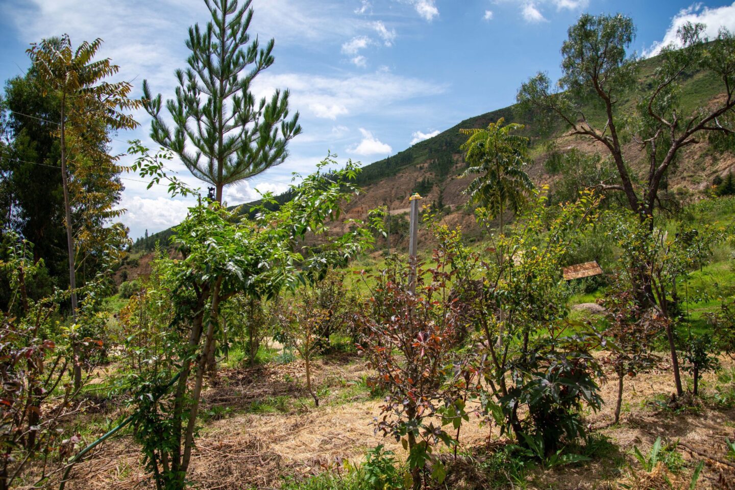 Planting trees in Bolivia - Trees for All