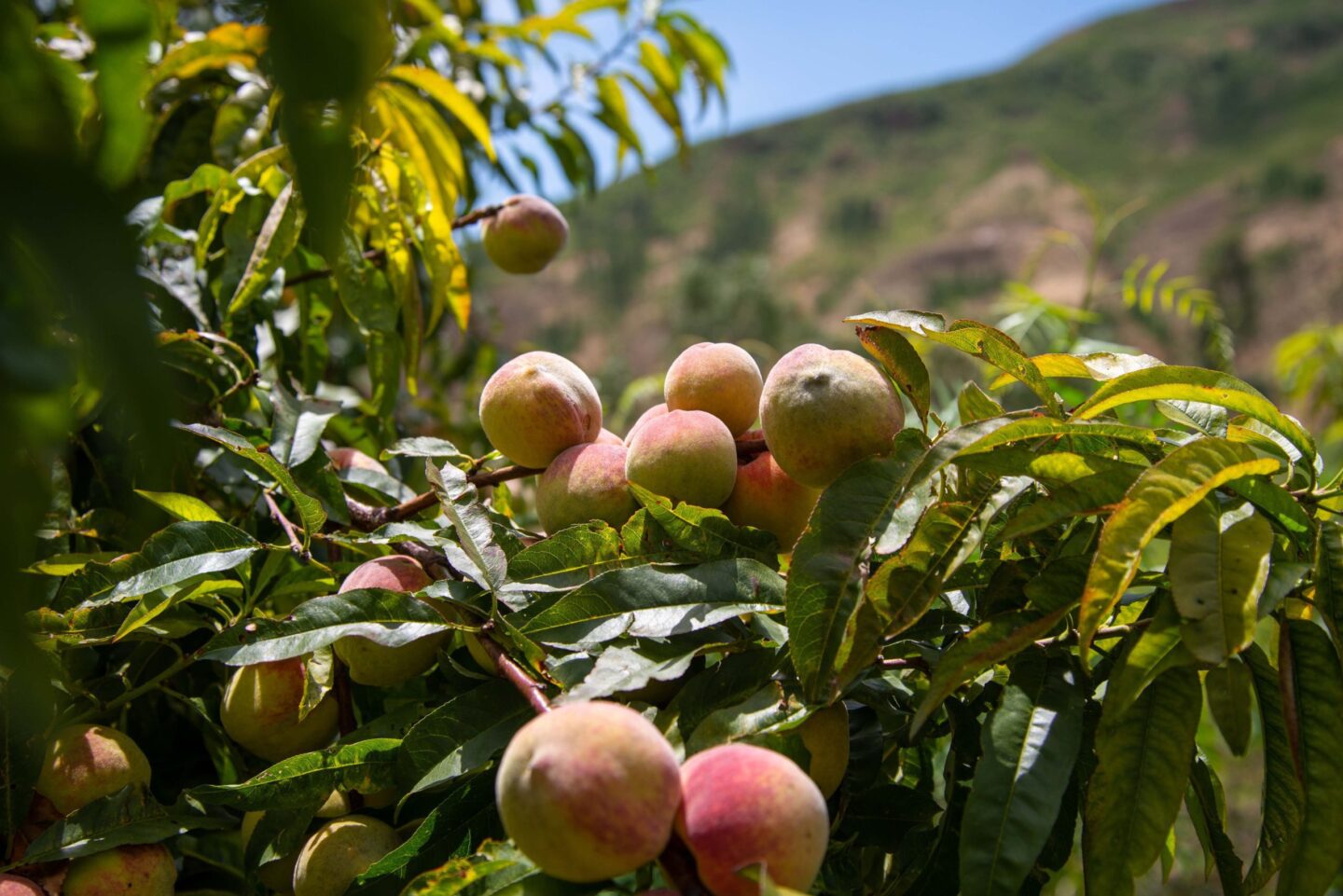 Bolivia-agroforestry