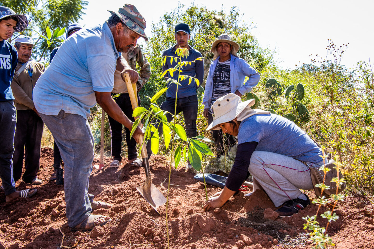 agroforestry-bolivia