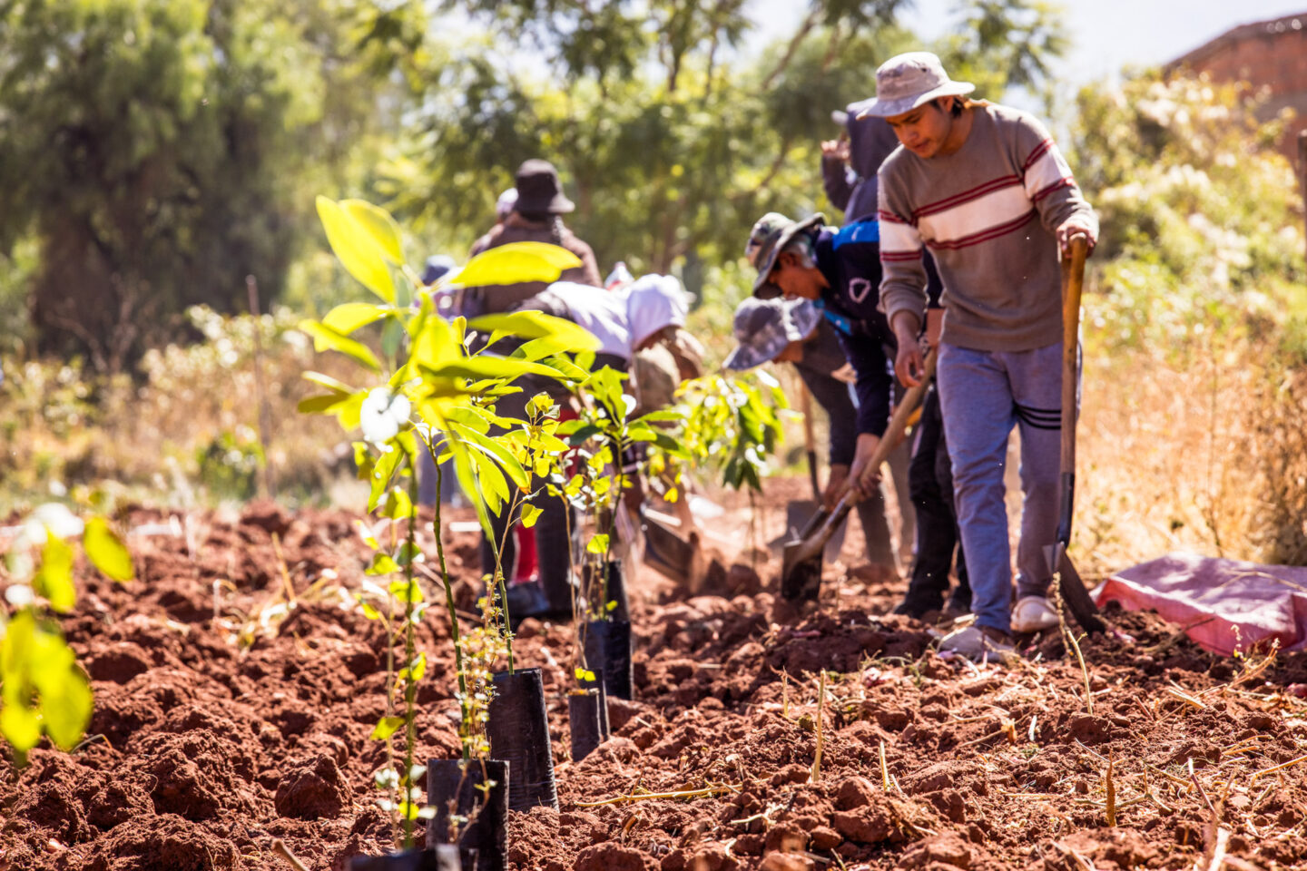 agroforestry-bolivia