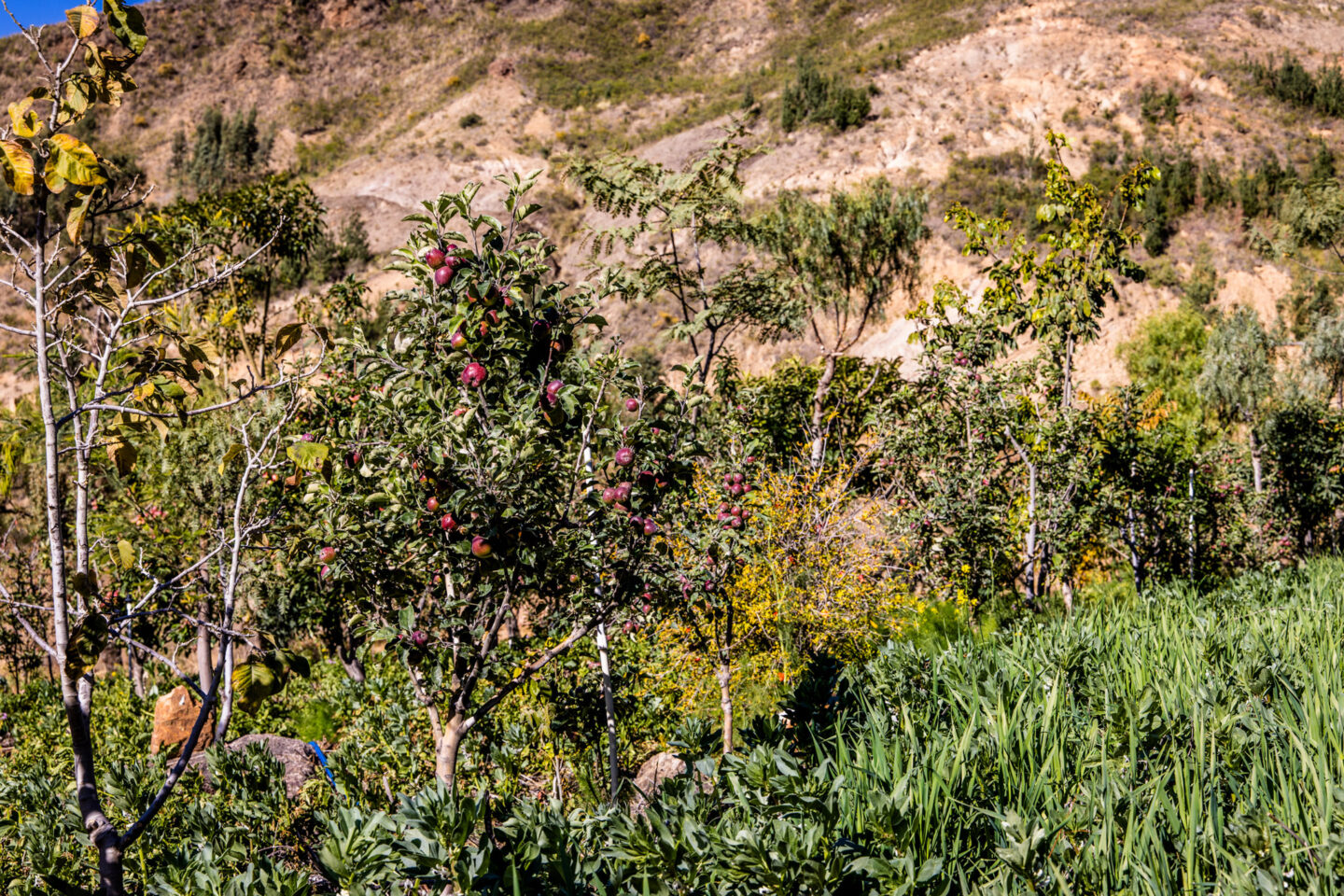 agroforestry-bolivia