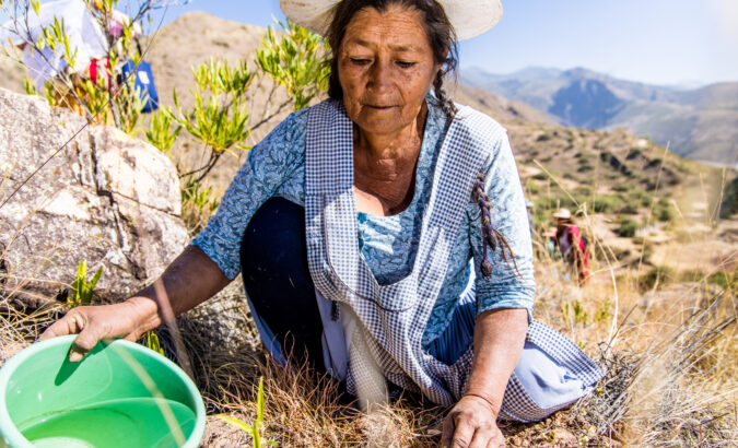 Study shows: trees may triple availability of water in Bolivia