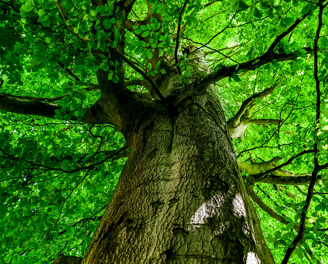 Vaderdag 2024: Geef een boom cadeau | Trees for All