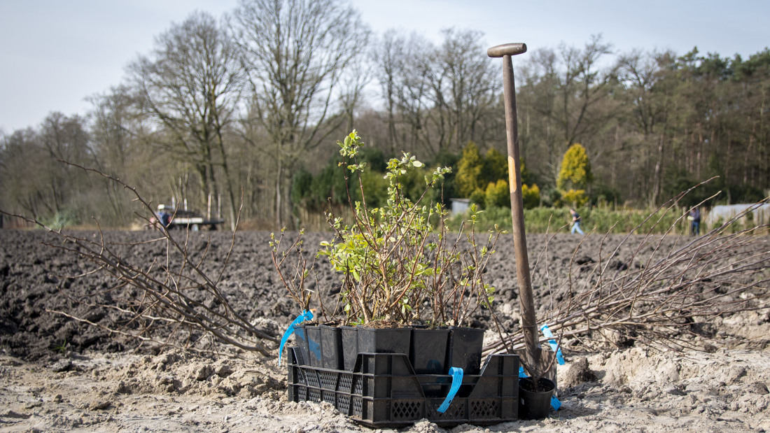 Plantmateriaal Voedselbos Lage Mierde