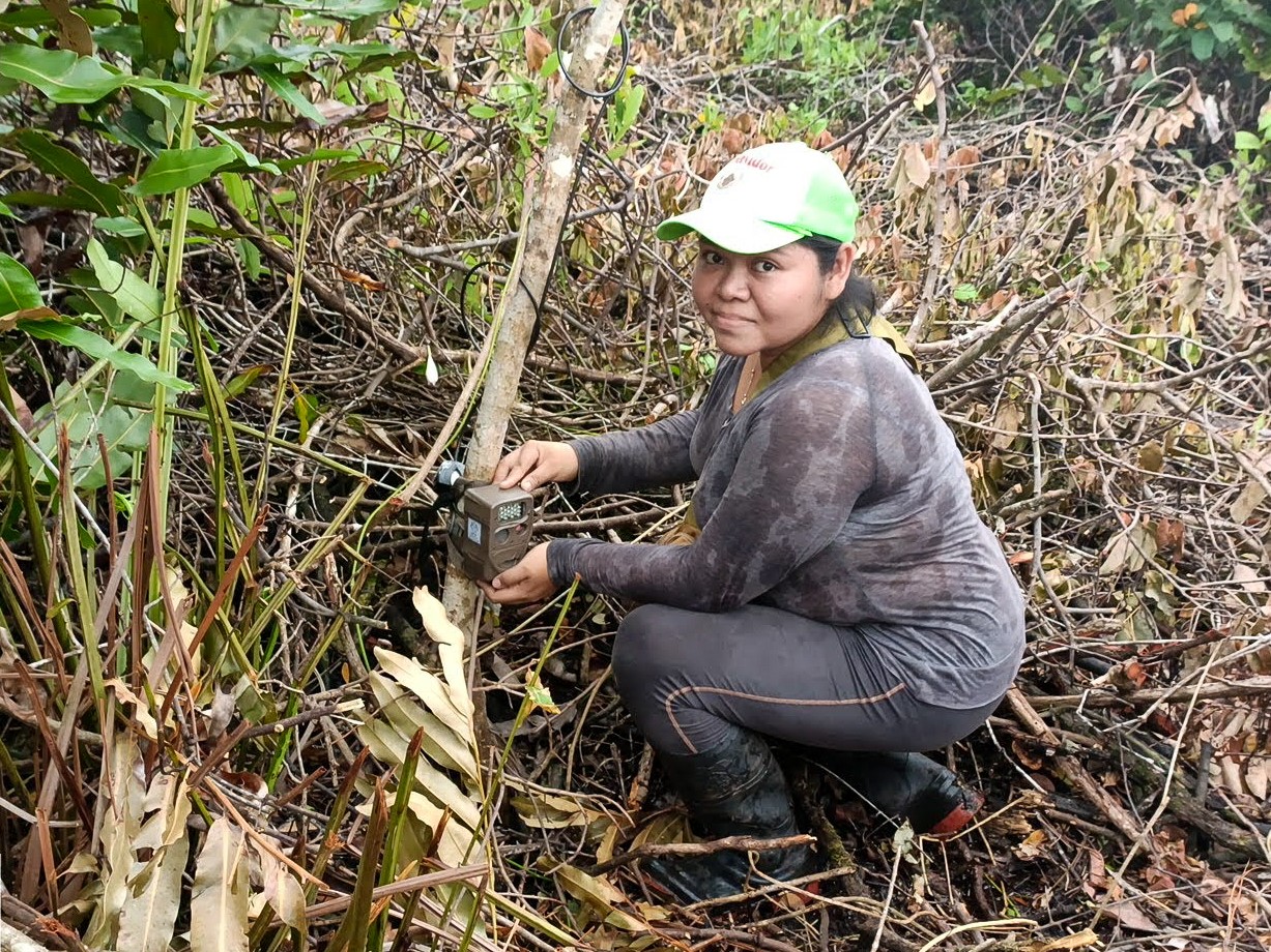 mexico-mangrove-cameraval