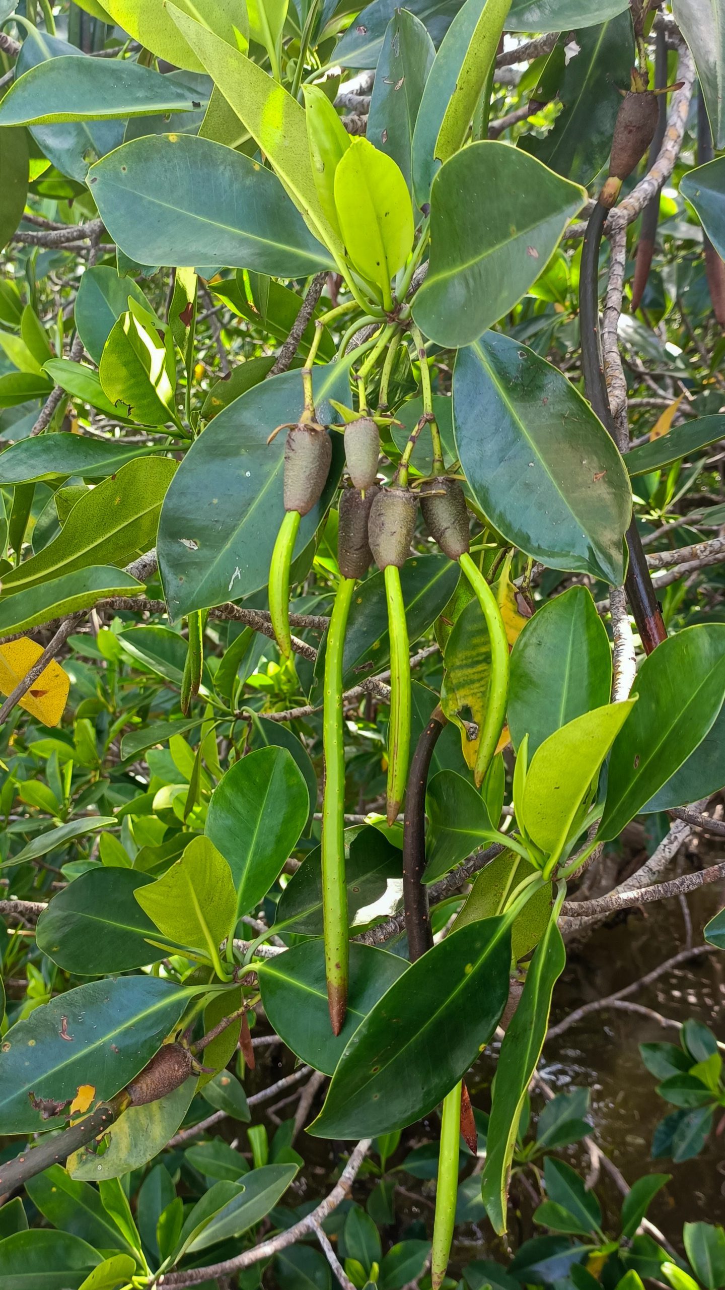 mexico-mangrove-kiemplantje