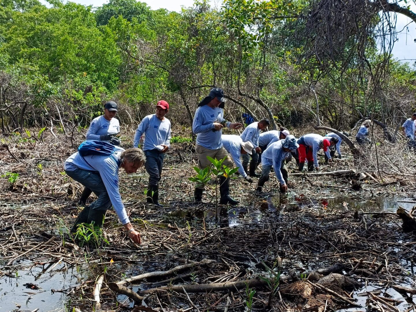 mexico-mangrove-planten