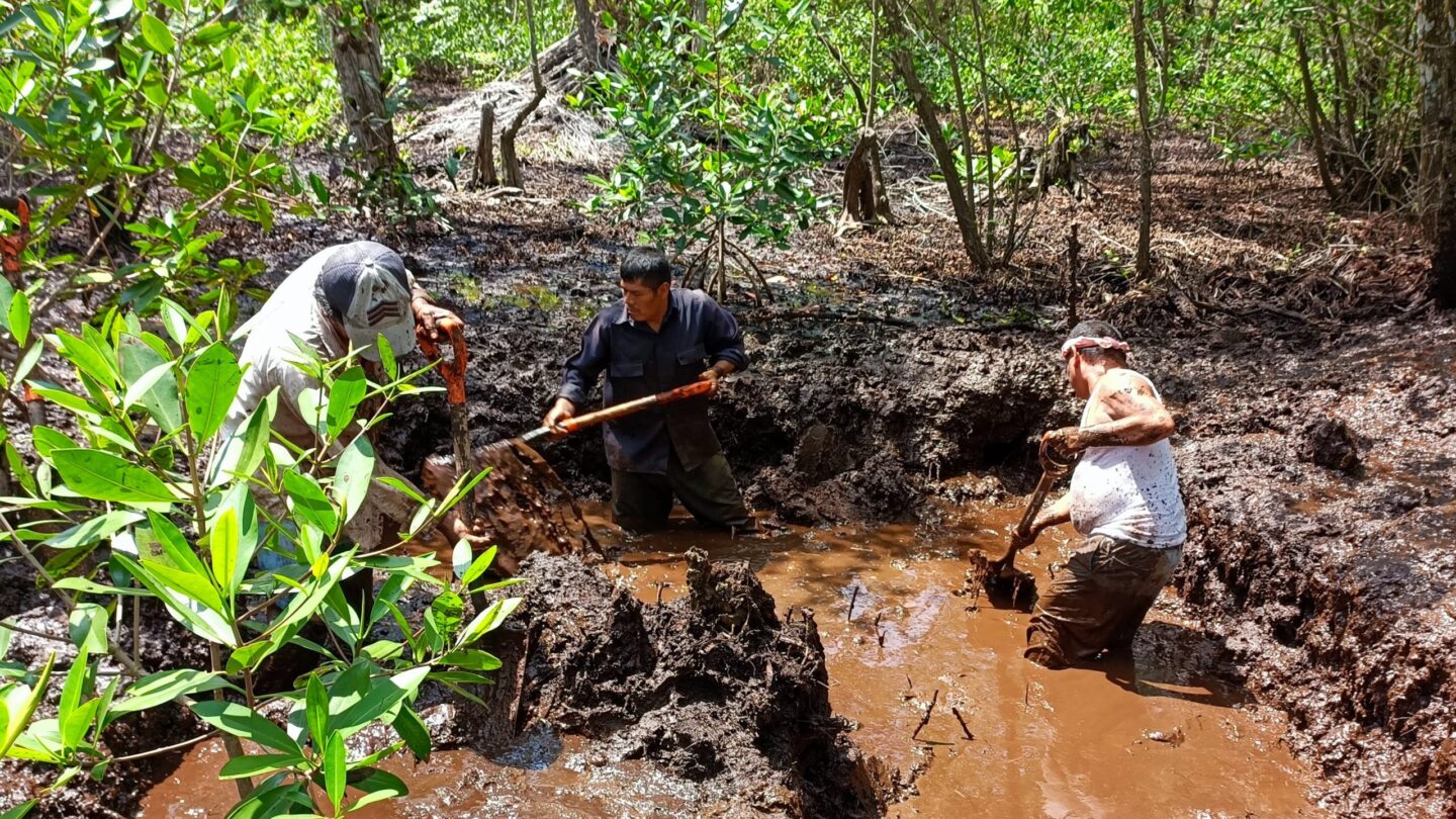mexico-mangrove-werkzaamheden